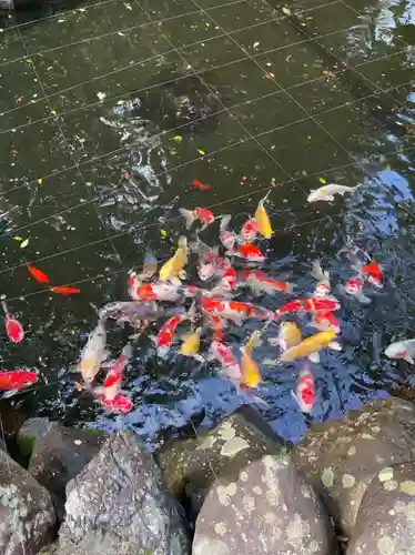 猿田彦神社の動物