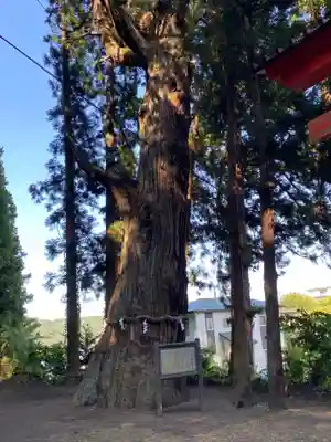 七崎神社の自然
