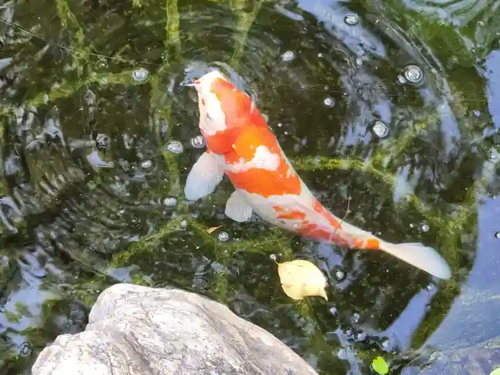 愛宕神社の動物