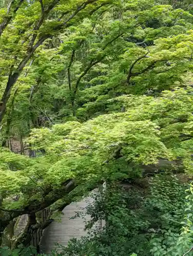 北野天満宮の自然