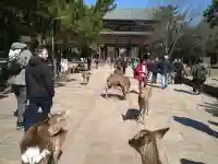 東大寺の{uncategorized: "未分類", other: "その他", undefined: "問題あり", building: "その他建物", grave: "お墓", sacred_gate: "鳥居", guardian: "狛犬", statue: "像", buddha: "仏像", history: "歴史", nature: "自然", garden: "庭園", animal: "動物", pagoda: "塔", temizu: "手水舎", mountain_gate: "山門・神門", sanctuary: "本殿・本堂", subordinate: "末社・摂社", art: "芸術", scenery: "景色", jizo: "地蔵", ema: "絵馬", goshuin: "御朱印", omikuji: "おみくじ", items: "授与品その他", amulet: "お守り", goshuincho: "御朱印帳", eats: "食事", festival: "お祭り", votive_dance: "神楽", shichigosan: "七五三参", wedding: "結婚式", experience: "体験その他", initially: "初詣", around: "周辺", anti_infection: "感染症対策"}