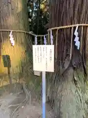 間々田八幡宮の自然