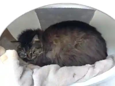 御誕生寺（猫寺）(福井県)