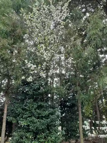 伏木香取神社の自然