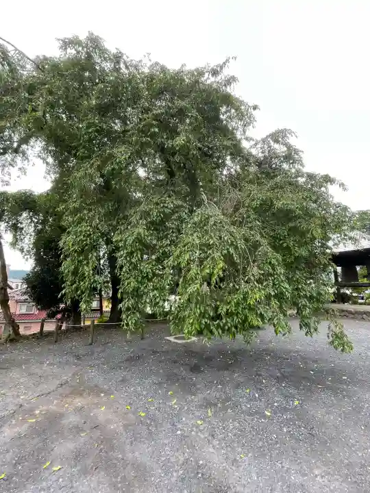 梅岩寺(東京都)