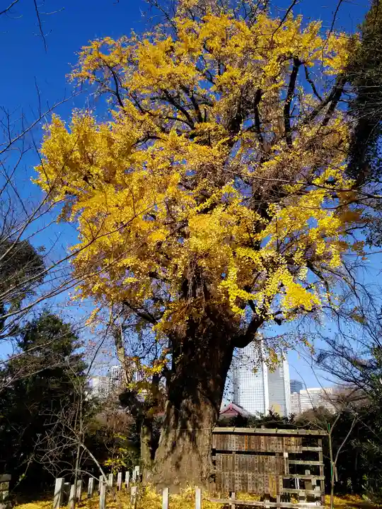 芝東照宮の自然