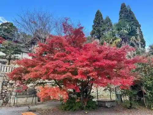 柳谷観音　楊谷寺(京都府)