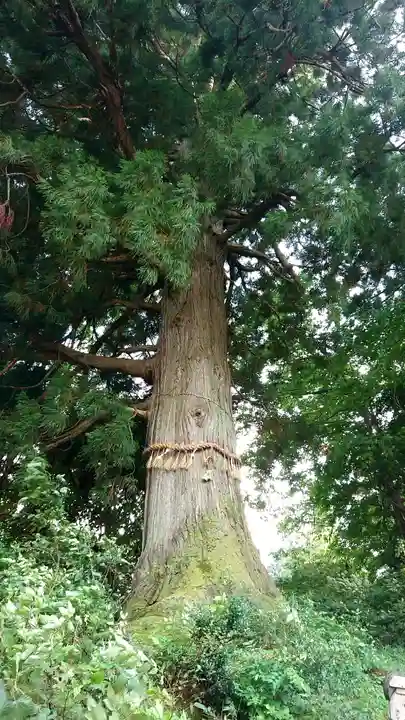 高龍神社の自然