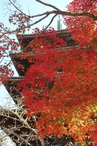 仁和寺の塔