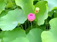 伊賀八幡宮の自然