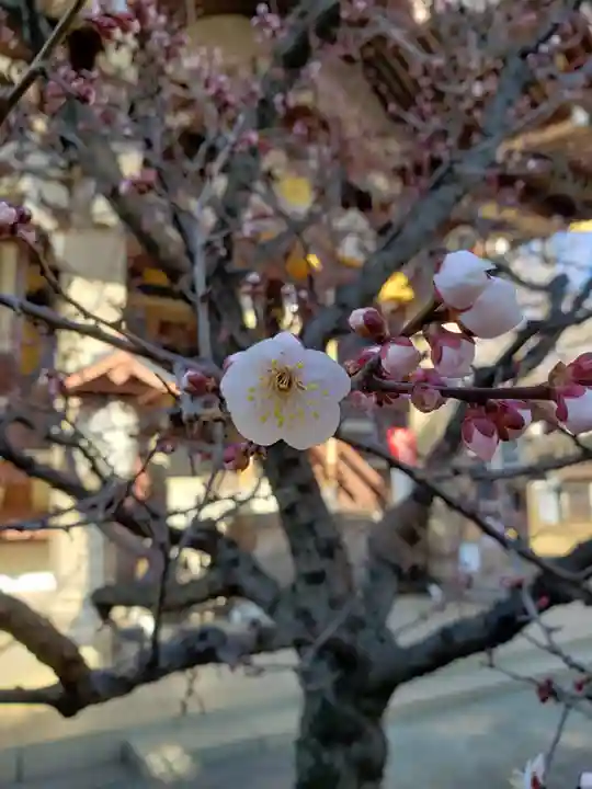 諏訪神社の自然