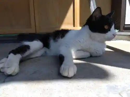 御誕生寺（猫寺）(福井県)