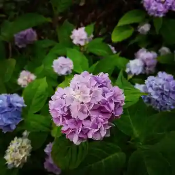 壽徳寺 じゅとくじの自然