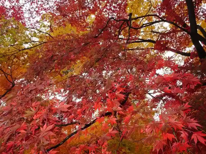 高幡不動尊 金剛寺の自然