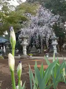 伏木香取神社の自然(2022年04月11日(月) 07時15分03秒投稿)