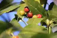 開成山大神宮の庭園