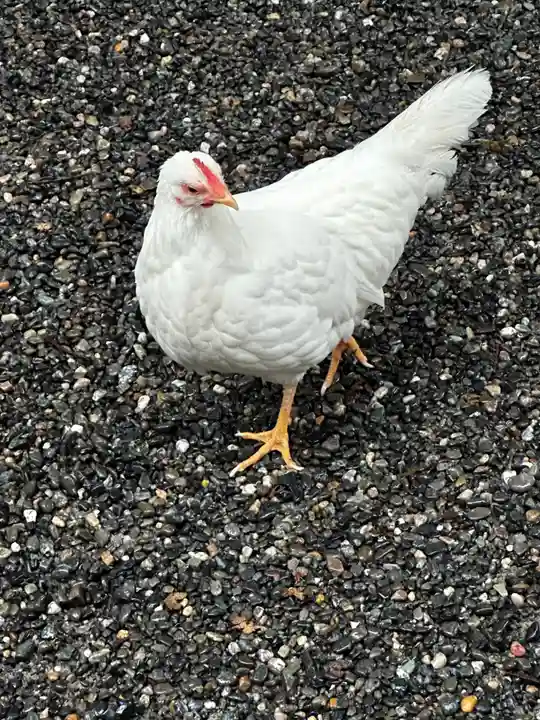 伊勢神宮外宮(豊受大神宮)(三重県)