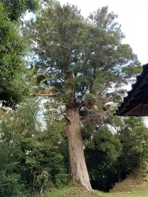 稲荷神社の自然
