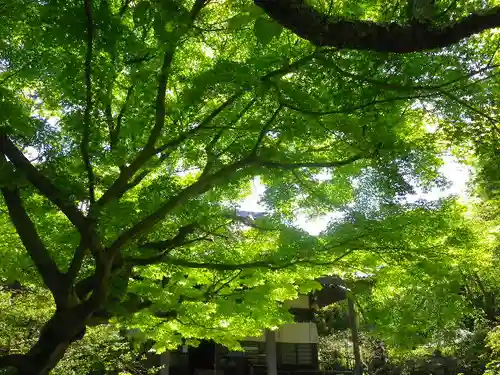 安國論寺（安国論寺）の自然