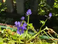 藤島神社(贈正一位新田義貞公之大宮)の自然