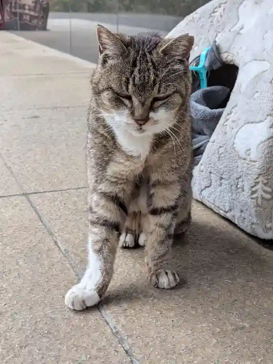 白金氷川神社(東京都)