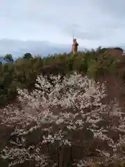 金剛寺の自然