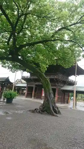 尾張大國霊神社（国府宮）の自然