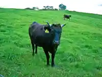 御料地神社(北海道)
