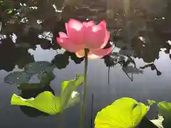 牟禮山観音禅寺の自然