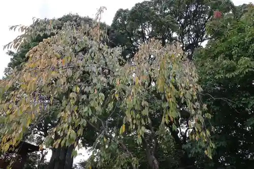 伊勢山皇大神宮の自然