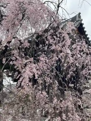 吉祥寺(東京都)