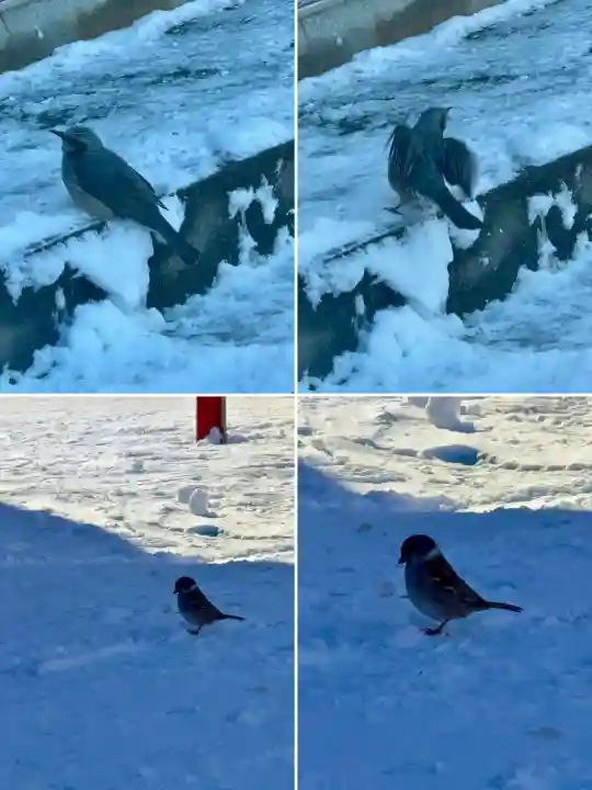 七重浜稲荷神社の{uncategorized: "未分類", other: "その他", undefined: "問題あり", building: "その他建物", grave: "お墓", sacred_gate: "鳥居", guardian: "狛犬", statue: "像", buddha: "仏像", history: "歴史", nature: "自然", garden: "庭園", animal: "動物", pagoda: "塔", temizu: "手水舎", mountain_gate: "山門・神門", sanctuary: "本殿・本堂", subordinate: "末社・摂社", art: "芸術", scenery: "景色", jizo: "地蔵", ema: "絵馬", goshuin: "御朱印", omikuji: "おみくじ", items: "授与品その他", amulet: "お守り", goshuincho: "御朱印帳", eats: "食事", festival: "お祭り", votive_dance: "神楽", shichigosan: "七五三参", wedding: "結婚式", experience: "体験その他", initially: "初詣", around: "周辺", anti_infection: "感染症対策"}
