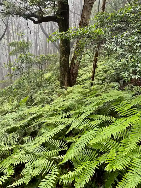 豊国廟(豊国神社飛地境内)の自然