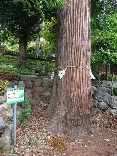 中氷川神社の自然