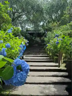 明月院(神奈川県)