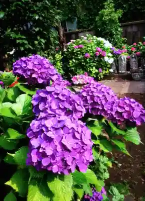 福王山  慈眼寺の自然