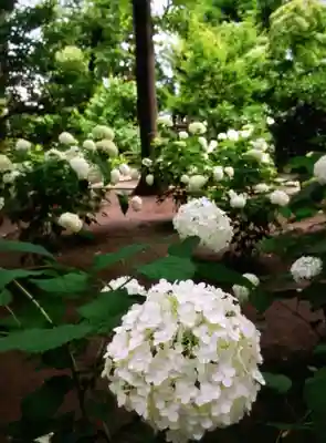 妙法寺(東京都)
