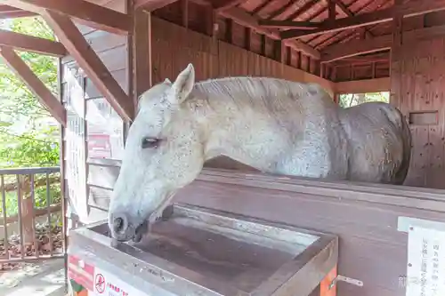 鹿児島神宮(鹿児島県)