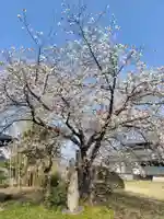 寶光寺(埼玉県)