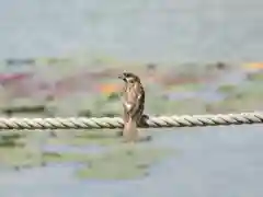 橿原神宮の動物