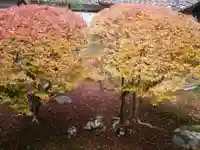 毘沙門堂門跡の自然