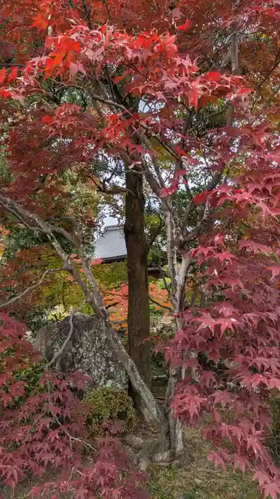 神光院(京都府)