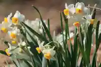 豊景神社の庭園