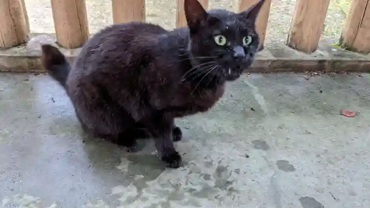 玉野御嶽神社の動物
