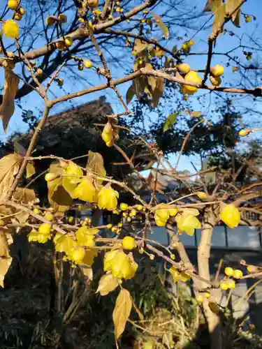 沙沙貴神社の自然