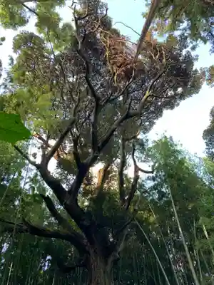 阿弥陀寺の自然