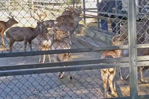鹿島神宮の動物