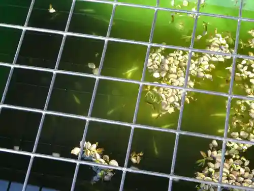 伊勢原 法泉寺の動物