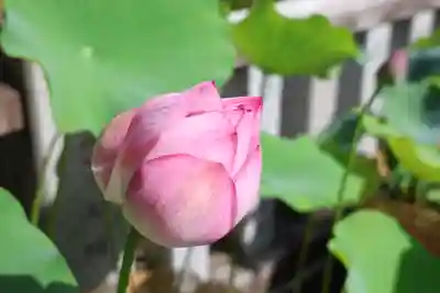 観音山慈眼院(高崎観音)(群馬県)