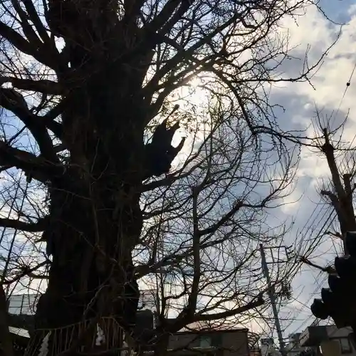 飛木稲荷神社の自然